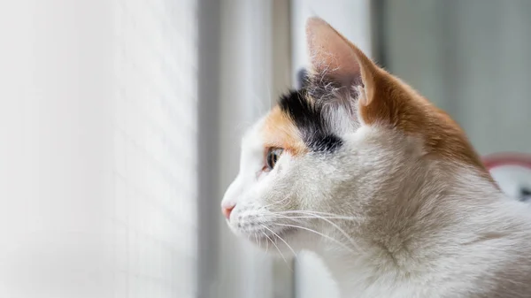 Ett Gulligt Kattporträtt Suddig Bakgrund Hus Katt Suddig Bakgrund Katt — Stockfoto