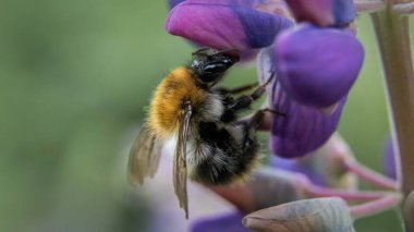 Bulanık yeşil arka planda bir çiçekte Bamblebee .