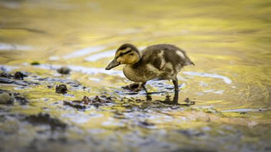 Genç yaban ördeği, sarı bulanık bir arka planda nehir kıyısında ıslanıyor. Mallard 'ın parkta hışırdaması . 