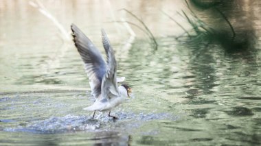 Nehirde uçan siyah başlı martı .  