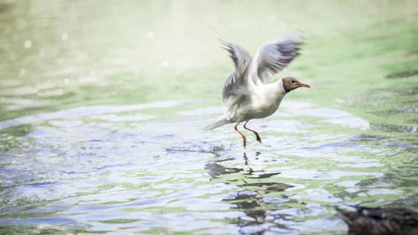 Gaivota Cabeça Preta Voo Rio — Fotografia de Stock