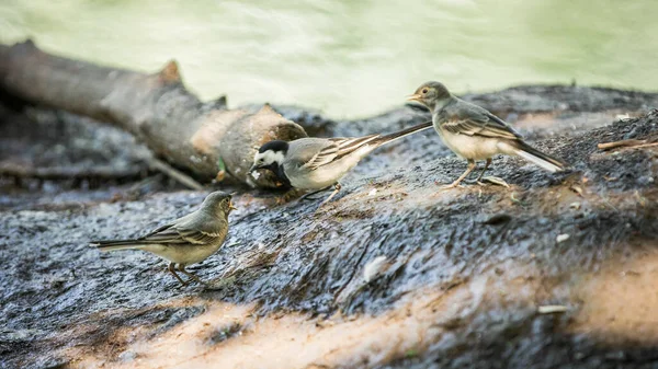 Wagtal Bread Beak Mother Wagtail Got Food Chicks Female Wagtale — Stock Photo, Image