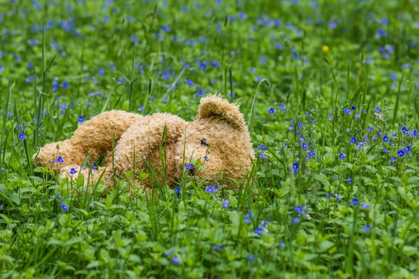 Osito de peluche olvidado en el bosque — Foto de Stock