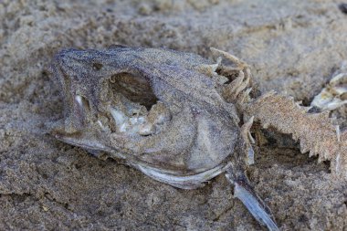 Balık iskelet karkas bir kumsalda döşeme