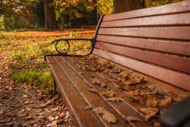 Güneşli parkta büyük sonbahar yaprakları bankta yalan 