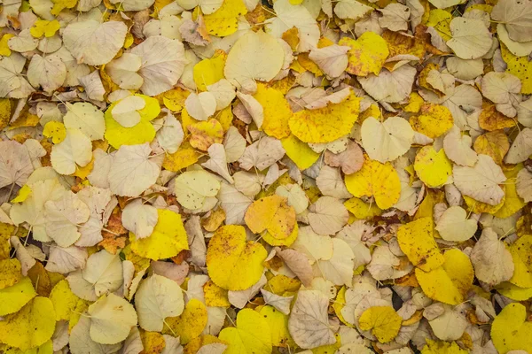 Fundo de folhagem de linden outonal amarelo — Fotografia de Stock