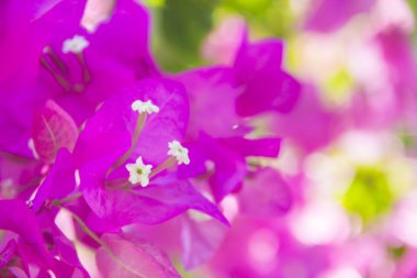 pembe Begonviller çiçekler