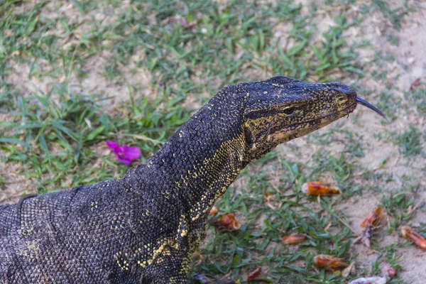 Monitoreo de agua hábitat vivo —  Fotos de Stock