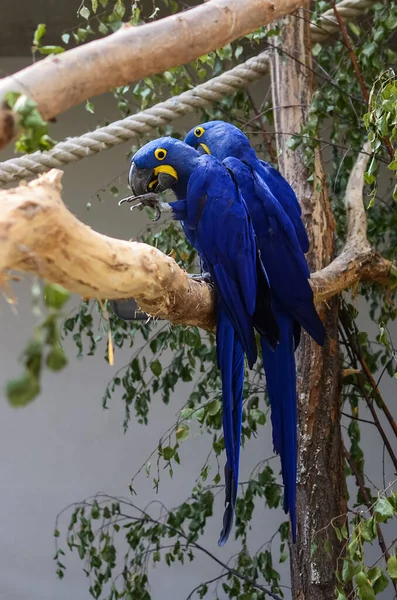 Blue parrots in Zoo. Berlin, Germany