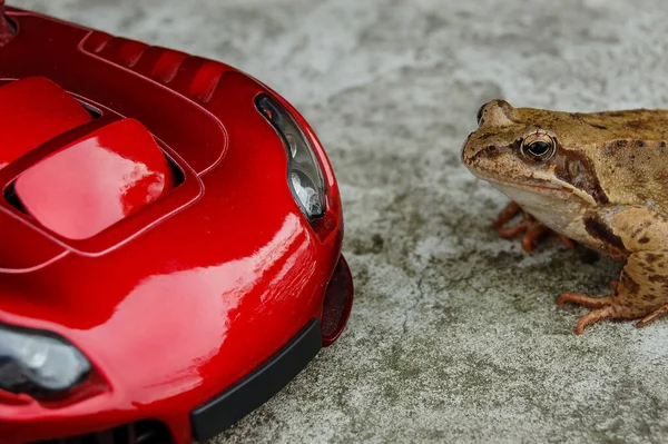 Cars and frogs, animal versus car, model car