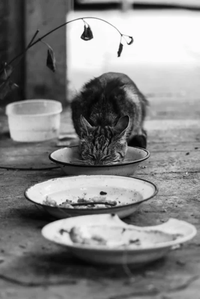 Cat in black and white eating food