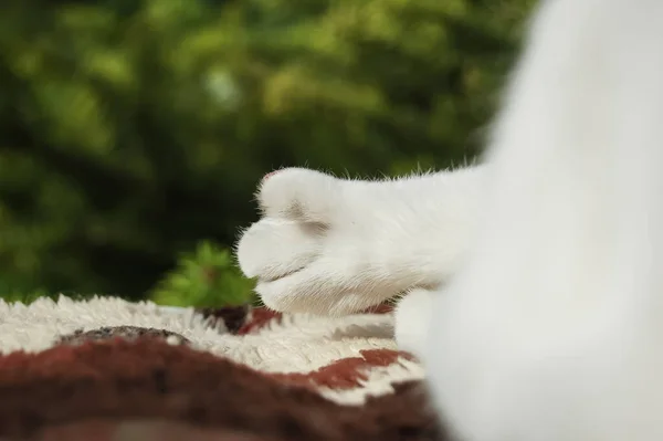 White cat paw, closeup in the garden, spring