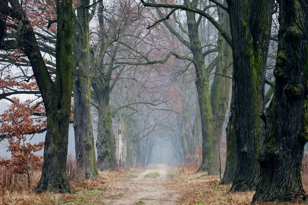 Foggy way in forest. Tree alley in Otrebusy, Poland