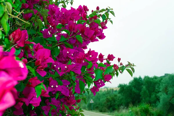 Růžová Bugambilia Také Známa Jako Bougainvillea Nebo Bouganvilla Květ — Stock fotografie