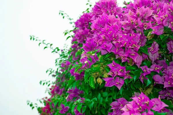 Bougainvillea Větve Trumbijského Keře Fialovými Květy Okrasná Rostlina Květ — Stock fotografie