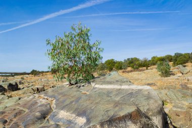 Taştan büyüyen bir ağaç. Manzara
