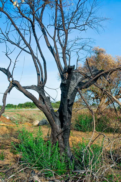 Bränt Olivträd Olivträdgård — Stockfoto