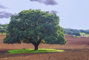 Tarladaki yeşil çimlerin üzerindeki mantar ağacı.