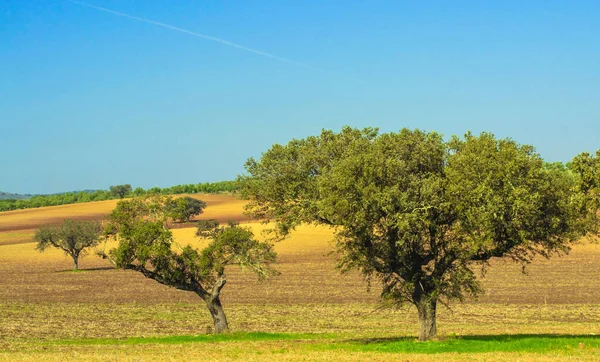 Korkbäume Auf Gepflügten Feldern Herbstliche Landschaft — Stockfoto