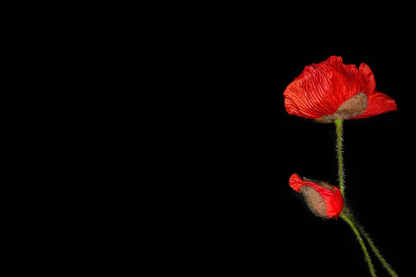 Blommor Scharlakansrött Vallmo Svart Bakgrund — Stockfoto