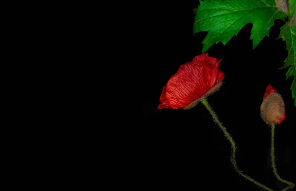 Black Background Scarlet Poppy Flowers — Stock Photo, Image