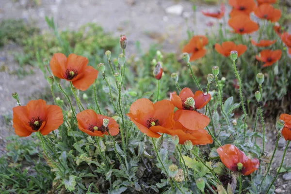 Beautiful Background Red Poppies — Stock Photo, Image