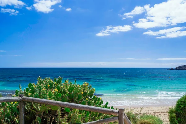 Thickets Cactus Ocean Coast — Stock Photo, Image