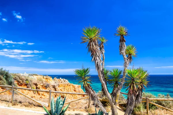 Palm Trees Shores Atlantic Ocean — Stock Photo, Image