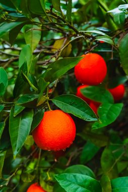 Yağmur damlalarıyla kaplı turunçgillere yakın çekim. Tazelik, doğa ve hasat kavramı.