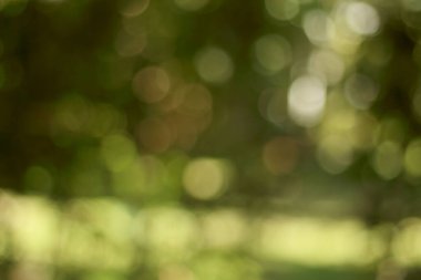 Ağaçtan yeşil bokeh