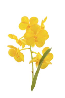 Sarı orkide beyaz arkaplanda izole edildi