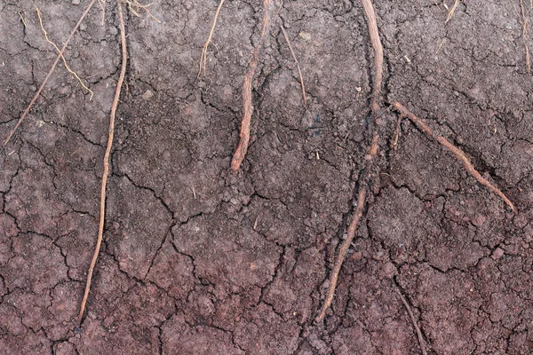 Raíz Fondo Capa Del Suelo — Foto de Stock