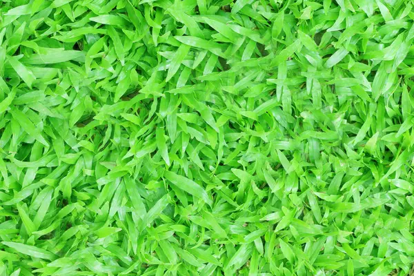Schöne Grüne Grasstruktur — Stockfoto