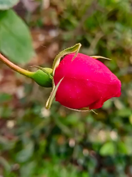 村での赤いバラの花の撮影 — ストック写真