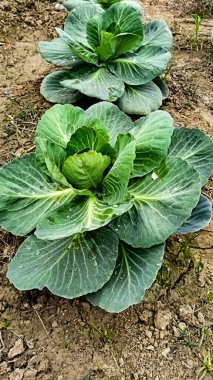 Daudpur, 2 Şubat 2021: Lahana sahada