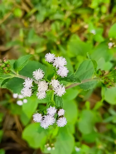 Bela Flor Amarela Aldeia — Fotografia de Stock