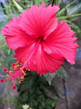 Bahçedeki kırmızı çiçekler