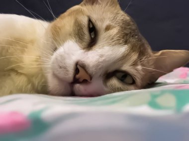 Kedi yatakta uyuyor.