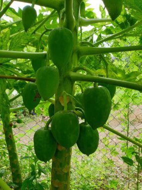 Bahçedeki yeşil papaya bitkisi
