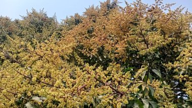 Köyümün bahçesindeki mango çiçeği bitkisi.