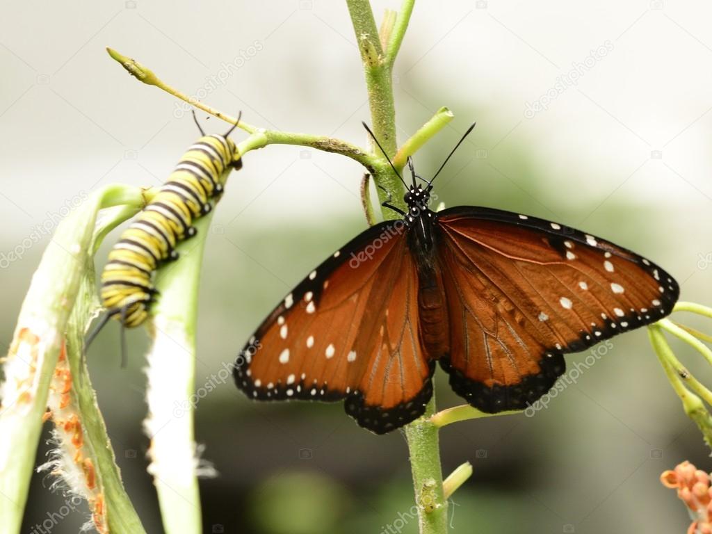 Queen buttterfly and caterpillar on a plant