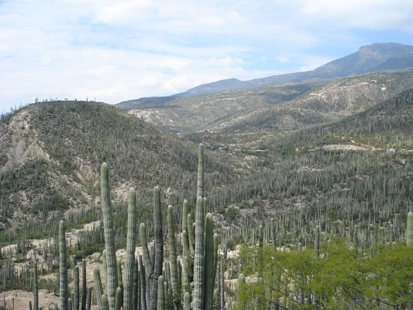 Kaktus pole w Meksyku — Zdjęcie stockowe