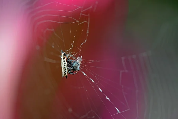 Gasteracantha örümcek renkli arka plan ile web üzerinde bir av ile