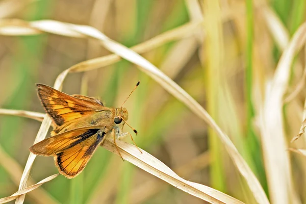 Farfalla gialla — Foto Stock