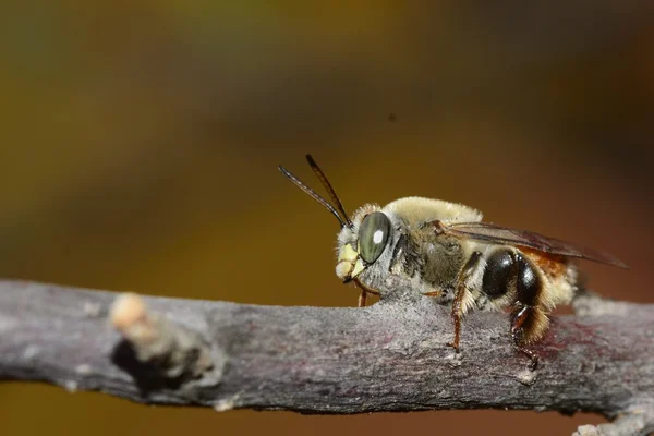 Biene ruht auf einem Ast — Stockfoto