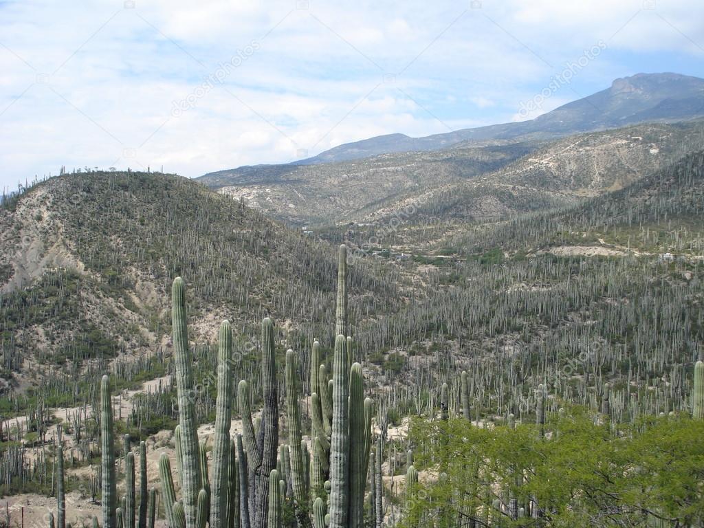 Cactus field in Mexico