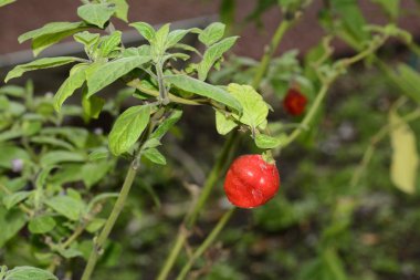 kırmızı biber büyüyen
