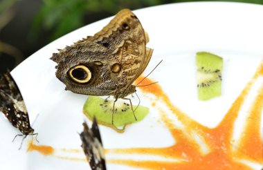 Caligo baykuş kelebek kelebek evde yeme kivi