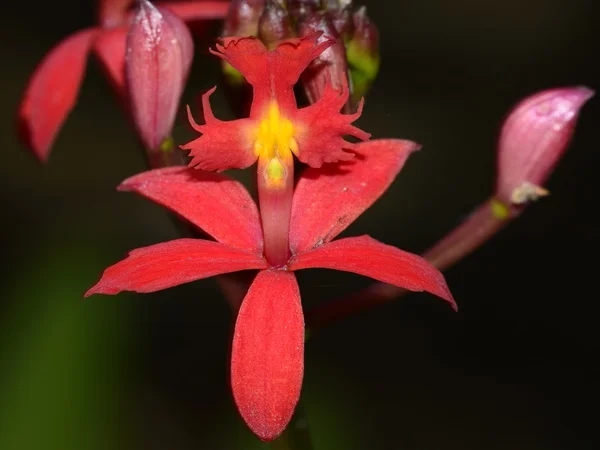Kırmızı orkide Epidendrum radicans
