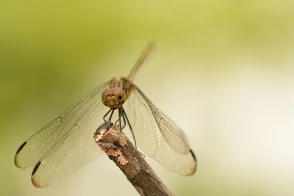 Libelle auf einem Ast — Stockfoto